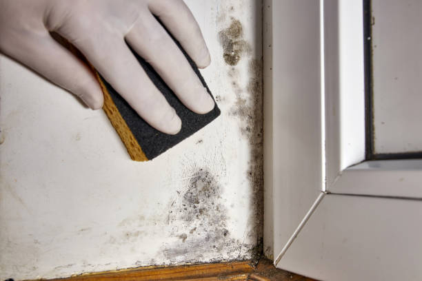Best Mold Remediation for Rental Properties  in Wailua Homesteads, HI