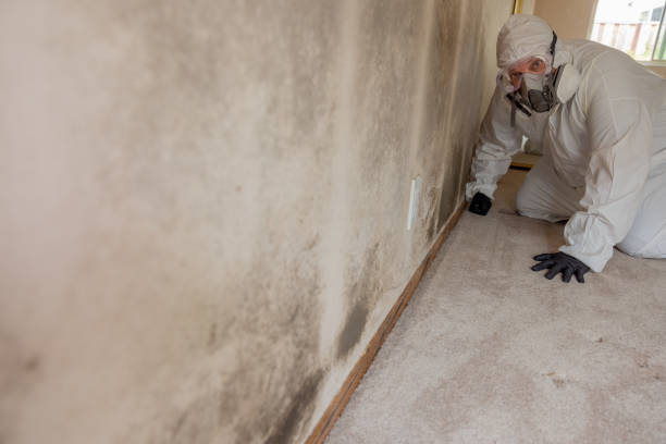 Best Mold Odor Removal Services  in Wailua Homesteads, HI